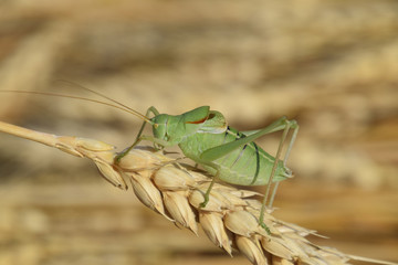 Isophya. Grasshopper is an isophy on a wheat spikelet.