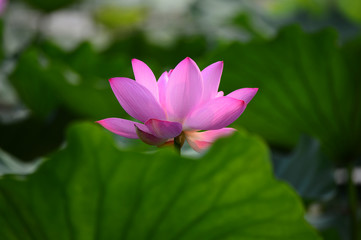 Obraz premium lotus