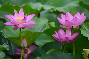 lotus