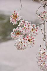 Cherry blossoms in Japan