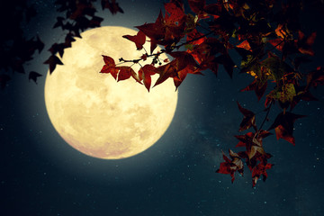 Beautiful autumn fantasy - maple tree in fall season and full moon with milky way star in night...