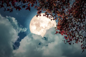 Papier Peint photo Lavable Pleine lune Belle fantaisie d& 39 automne - érable en automne et pleine lune avec nuage, étoile sur fond de ciel nocturne. Oeuvre de style rétro avec ton de couleur vintage