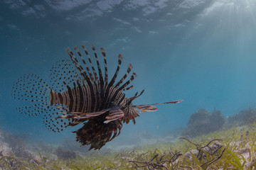 underwater seascapes