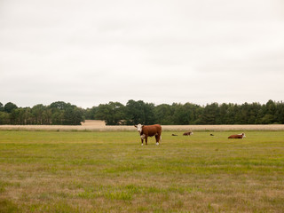 Cows in a Farmer's Field on An Overcast Day