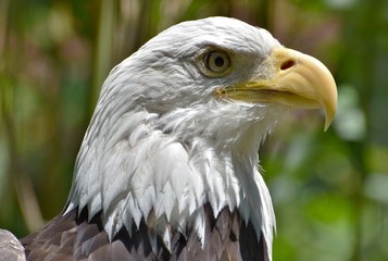A Bald Eagle (Haliaeetus leucocephalus) in a Florida forest.