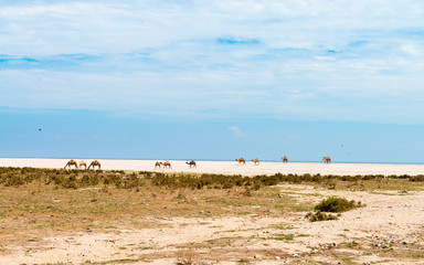 Camels on beach - Oman