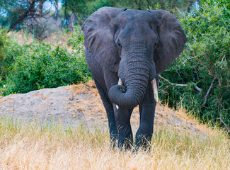 Elephant - Tarangaire, Tanzania