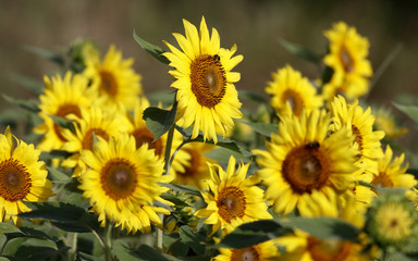 Fototapeta premium SunFlowers