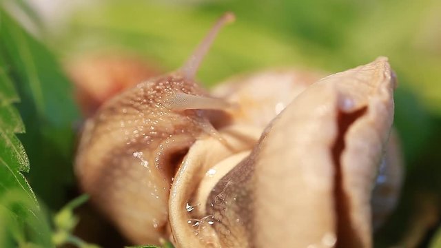 Video grape snail on leaves Cannabis