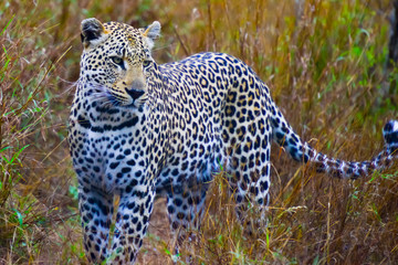 Leopard in bush