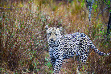 Leopard in bush