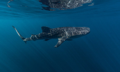 Whale Sharks of Indoneisa