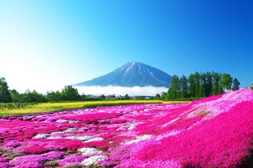 ニセコの絶景は芝桜