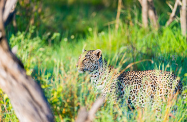 Fototapeta na wymiar Leopard in tall grass