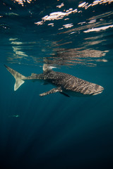 Whale Sharks of Indoneisa