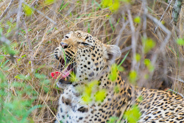 Leopard Yawning