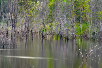 Artistic reflection of death trees on water
