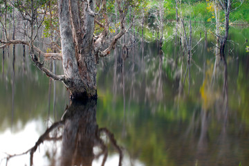 Artistic reflection of death trees on water