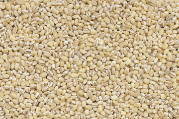 dried peeled pearl barley seed