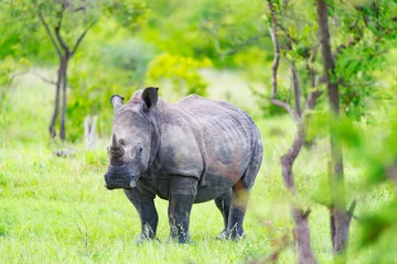 Foto op Plexiglas White Rhino © Hans
