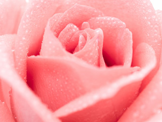 Close-up image of beautiful pink rose flower with droplet. Valentine day, love and wedding concept. Selective and soft focus.