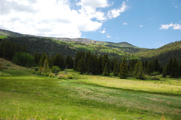 Fototapeta na wymiar forest green trees on grassland mountain in spring