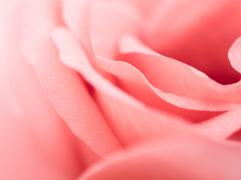 Close-up and abstract image of pink rose petal. Valentine day, love and wedding concept. Selective and soft focus.
