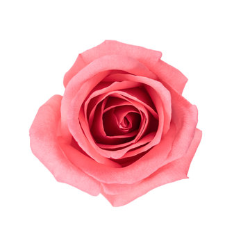 Top view and isolate image of beautiful pink rose flower. Valentine day, love and wedding concept.