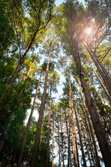 Obraz premium Dense forest canopy viewed from ground