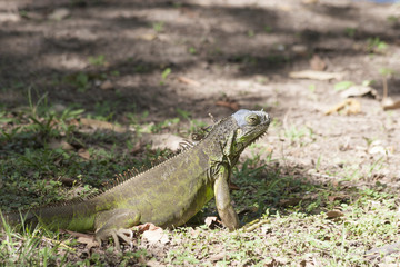 Iguana resting in grass, Yumka Park Mexico, Tabasco, Villahermosa