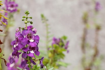 Violet flowers