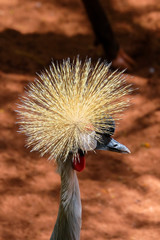 Fototapeta premium FUENGIROLA, ANDALUCIA/SPAIN - JULY 4 : Black Crowned Crane at the Bioparc in Fuengirola Costa del Sol Spain on July 4, 2017