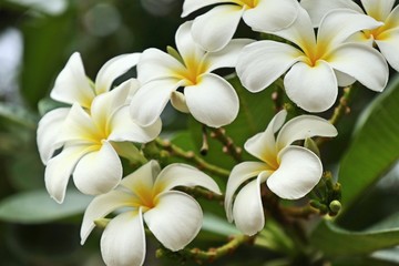 Tropical flowers white frangipani