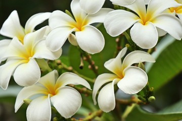Fototapeta na wymiar Tropical flowers white frangipani