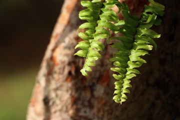 green fern
