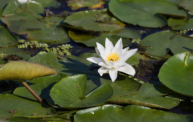 Water lily on the Volga River. The Astrakhan region. Russia.