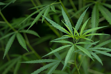 Naklejka na ściany i meble Marijuana Leaf with Marijuana young Plants in dark Background