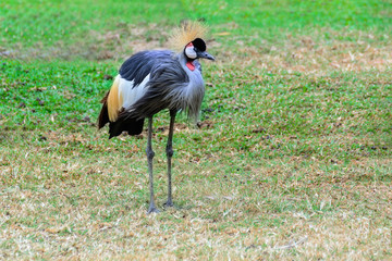 Grey crowned crane.
