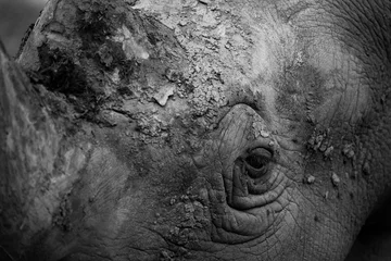 Crédence de cuisine en verre imprimé Rhinocéros Mono close-up of face of white rhinoceros