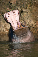 Hippopotamus rising from lake to open mouth