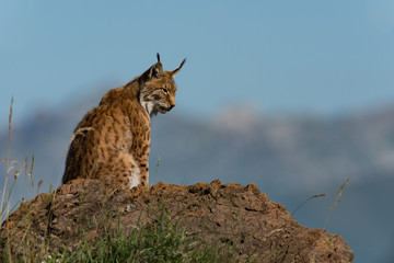 Fototapeta premium Ryś w profilu na skale patrząc w dół