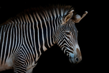 Fototapeta na wymiar Grevy zebra in profile looking at camera