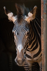Close-up of Grevy zebra standing in barn