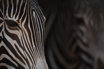 Obraz na płótnie Canvas Close-up of two heads of Grevy zebra