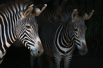 Fototapeta na wymiar Close-up of Grevy zebra mother by foal