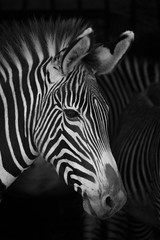 Fototapeta na wymiar Close-up of Grevy zebra head beside others