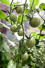 Green Tomatoes