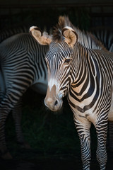 Fototapeta na wymiar Close-up of Grevy zebra with one behind