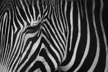 Obraz na płótnie Canvas Mono close-up of Grevy zebra closing eye