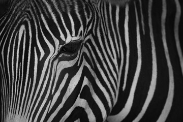 Mono close-up of head of Grevy zebra - obrazy, fototapety, plakaty